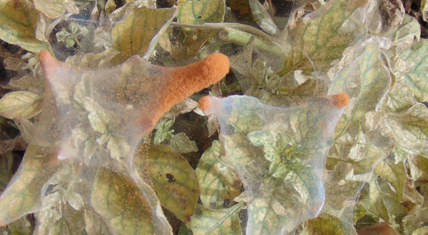 Attaques sévères d'acarien rouge sur plant de tomate