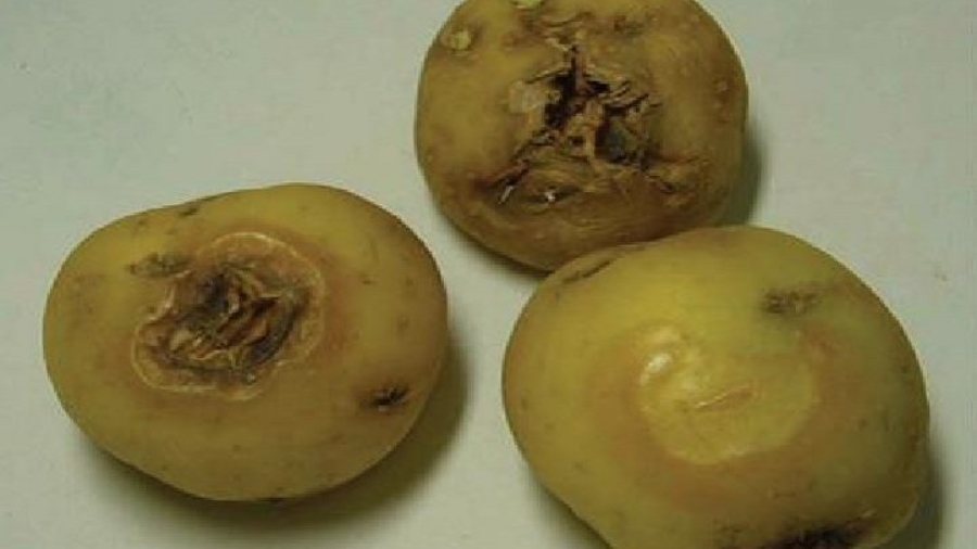 Tubercules de pomme de terre attaqués par le virus de la mosaïque de la pomme de terre