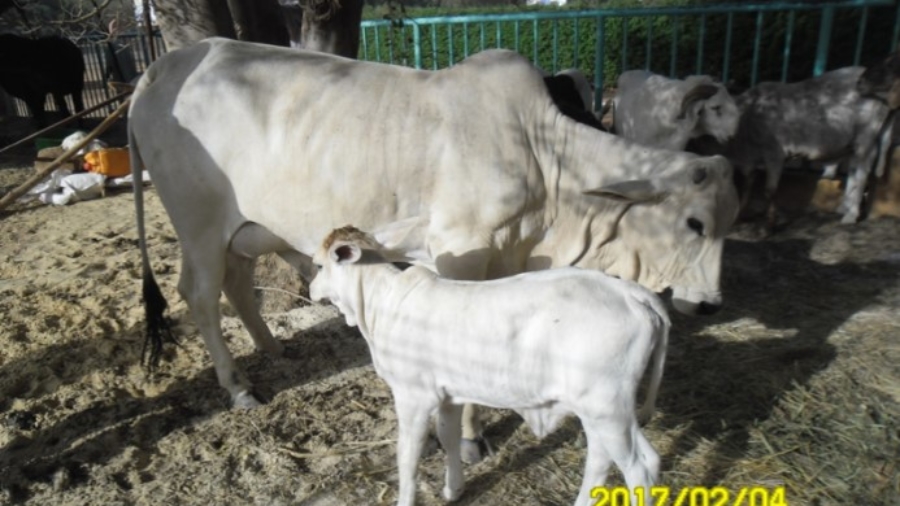 vache et veaux de la race Goudali