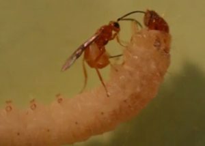 Habrobracon hebetor parasitant une larve