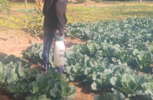 Un agriculteur entrain de faire un traitement pesticide dans un champ dans la ville de Niamey