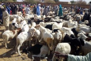 Marché à bétail dans la région de Maradi