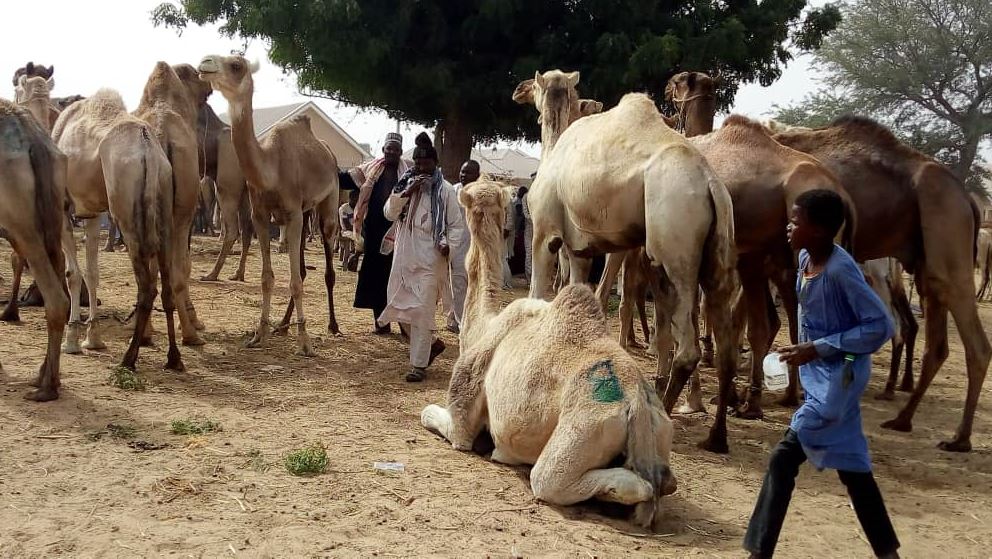 Caractéristiques zoogénétiques du dromadaire Azawak CSAN Niger