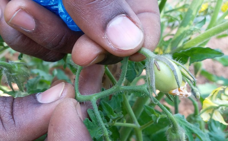 identification de la larve de la noctuelle de la tomate sur un jeune fruit