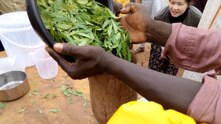 Préparation de biopesticide à base de feuilles de neem à Hamdallaye