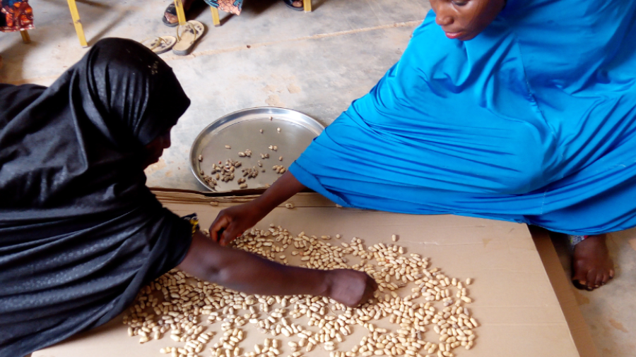 Séance de tri de l'arachide par membres de la coopérative Larewa lors de la formation hygiène sécurité des aliments gestion des entreprise