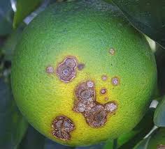 Citrus canker lesions on fruit