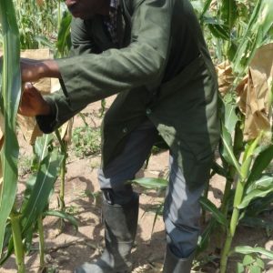 Etudiant entrain péparer les plants de maïs pour l'hybridation