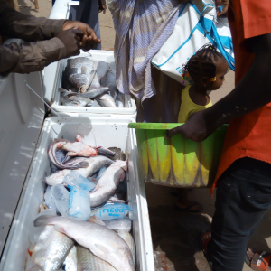 Des jeunes commerçants en train de vendre du poisson frais dans un marché à Maradi en 23 mai 2020