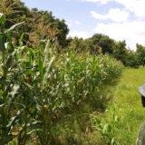 Champs de maïs à Torodi région de Tillaberi