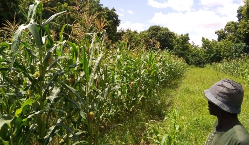 Champs de maïs à Torodi région de Tillaberi