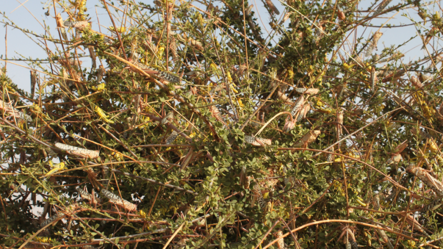 Larves et adultes du criquet pélerin perchés sur un arbre